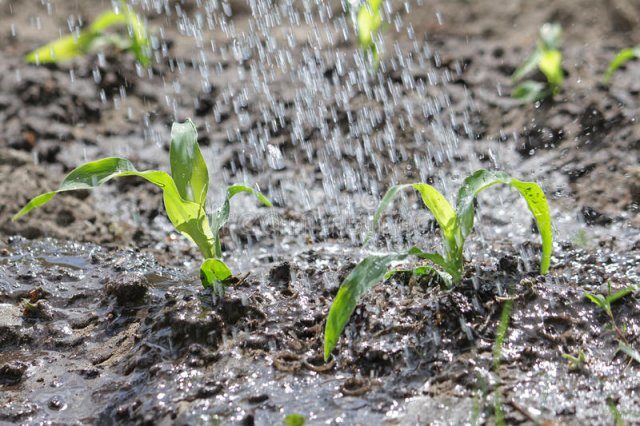 Секреты выращивания кукурузы на даче