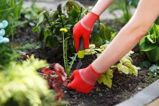 Секреты, которые позволят поливать сад и огород намного реже