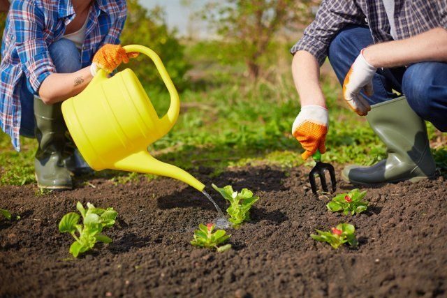 Секреты, которые позволят поливать сад и огород намного реже