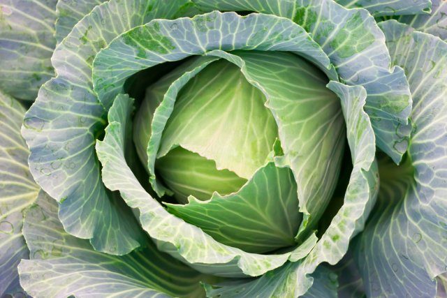 Как вырастить овощи без нитратов
