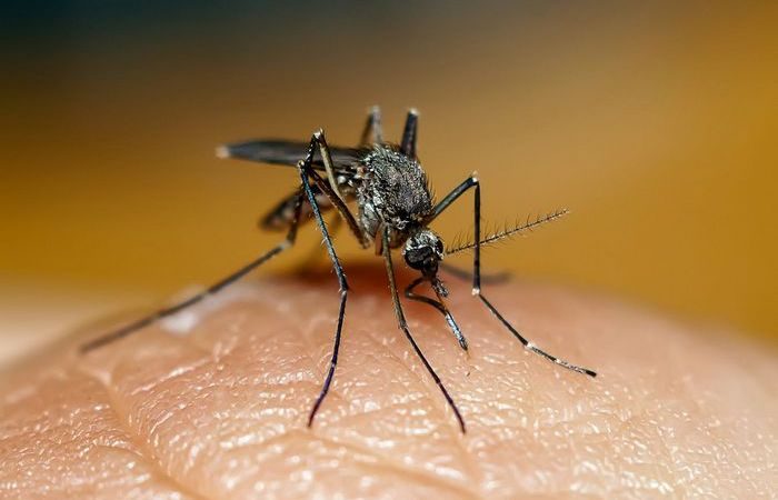 Как избавиться от зуда после укуса комара