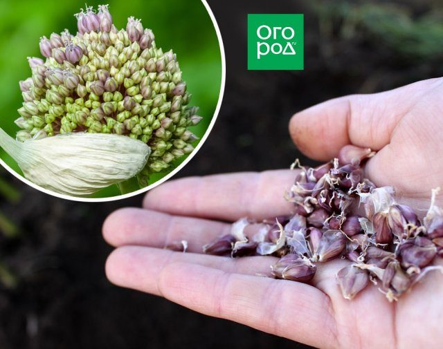 Как вырастить озимый чеснок из семян