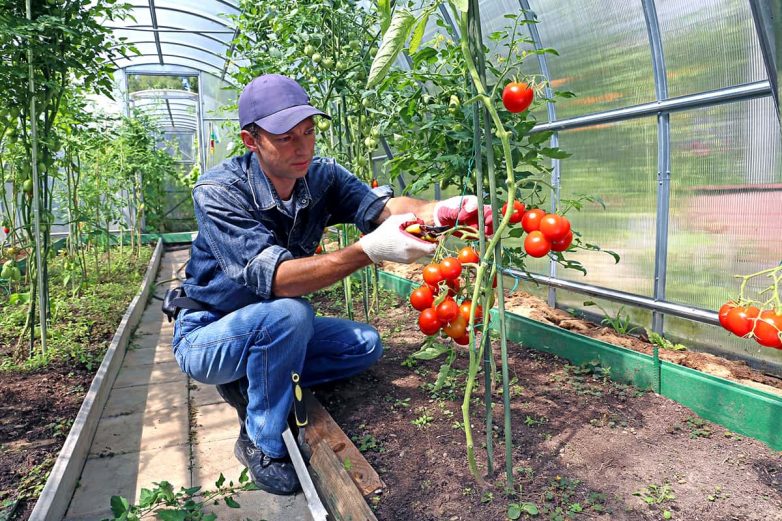 Как улучшить урожайность томатов