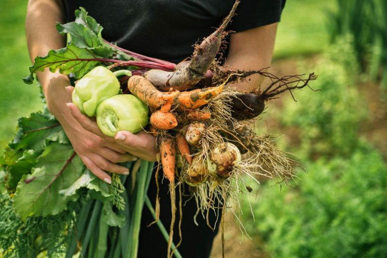 Когда и чем подкормить овощи для богатого урожая