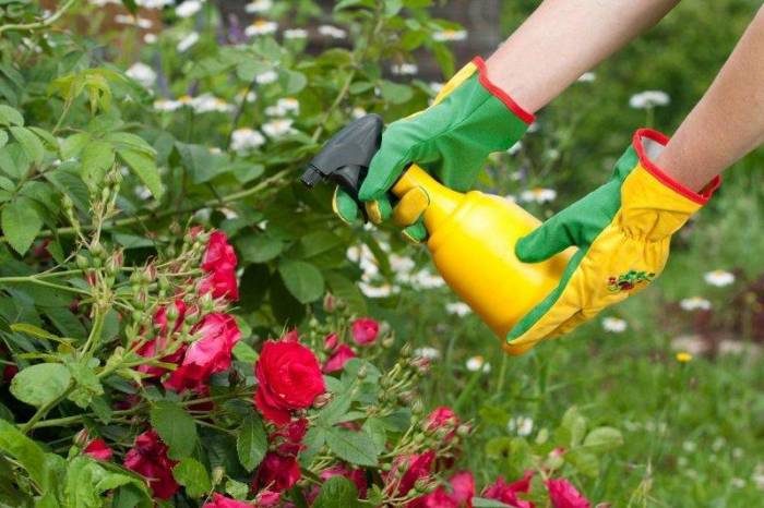 Как избавить листья розы от чёрных пятен народными средствами