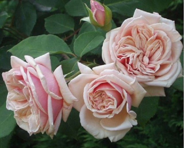 10 самых нежных сортов роз