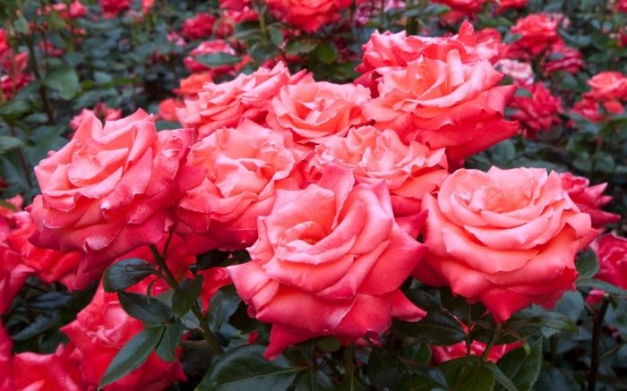 Профессиональные советы для обрезания роз в идеальном саду