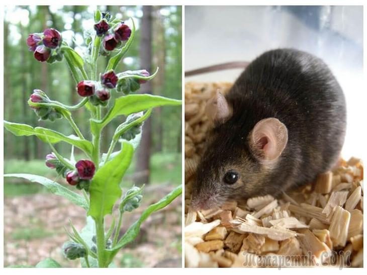 Растения, которые помогут прогнать мышей с вашего огорода