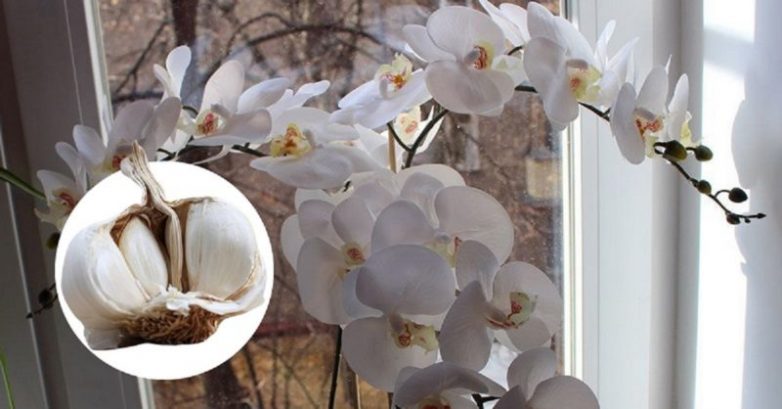 Подкормка, которая гарантирует Орхидее великолепное цветение