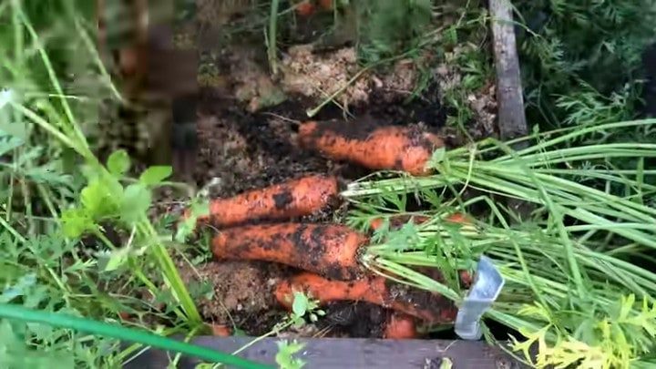 Как получить два урожая моркови в год не прореживая и не пропалывая