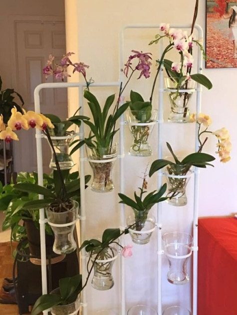 Самый простой способ выращивания орхидеи в воде