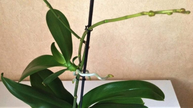 Реальный способ размножения орхидеи