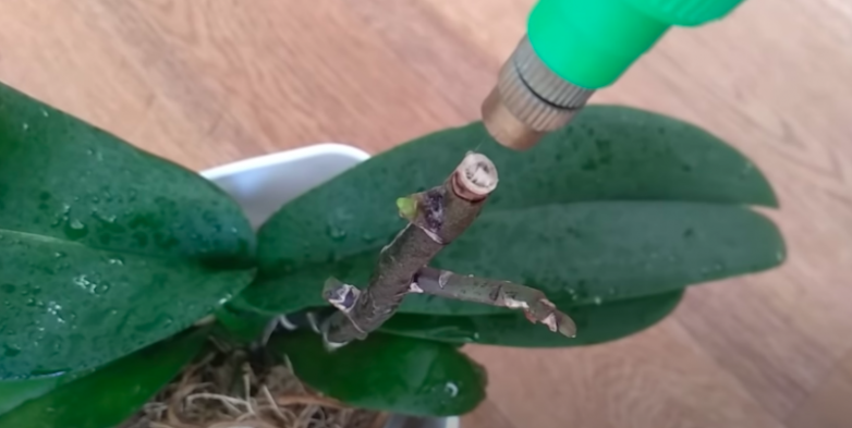 Реальный способ размножения орхидеи