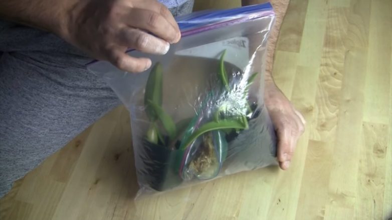 Как помочь орхидее нарастить корни