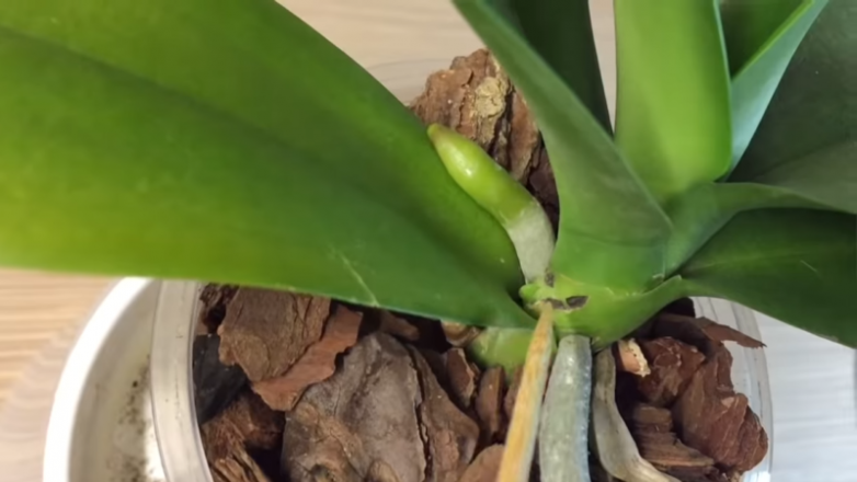 Спасение слабенькой орхидеи