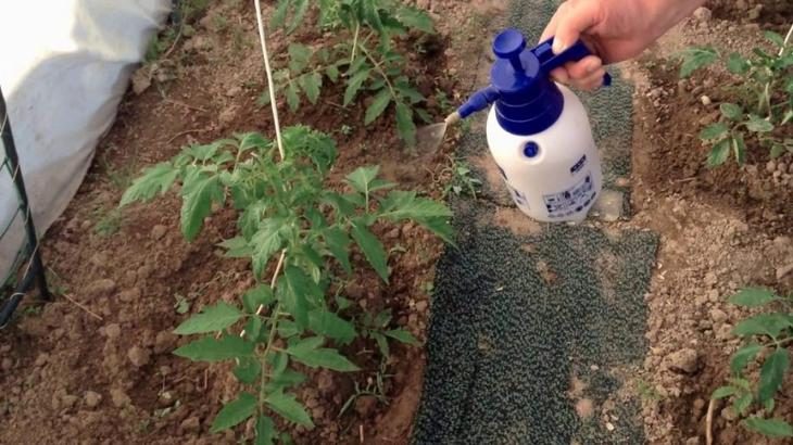 Как вырастить хороший урожай помидор