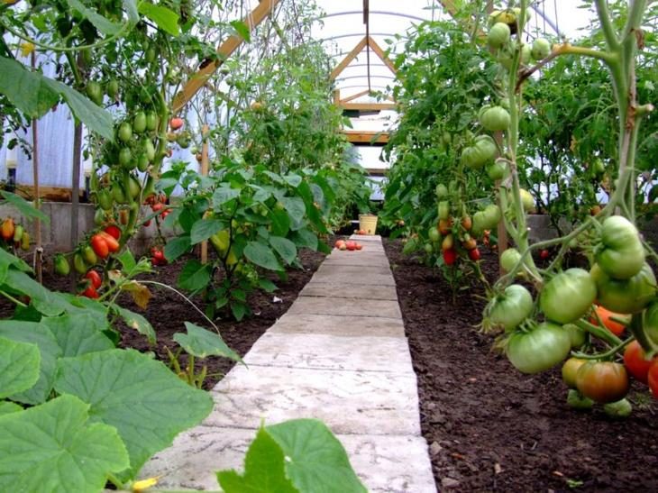 Как вырастить хороший урожай помидор