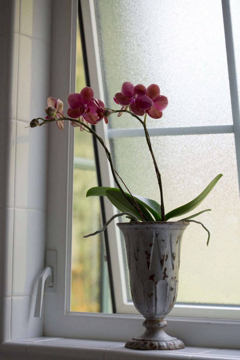 Удивительные факты об орхидеях, которые вы скорее всего не знали