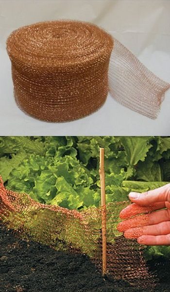 Как защитить растения от улиток