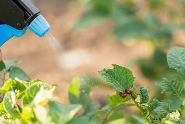 Правила, которые надо соблюдать при обработке растений пестицидами