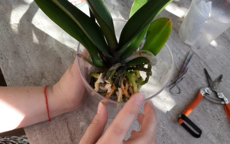 Необычная пересадка орхидеи