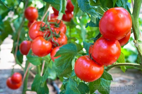 Как вдвое увеличить урожай томатов в открытом грунте
