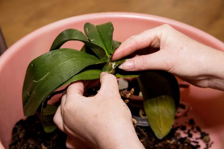 Как спасти умирающую орхидею за 5 шагов
