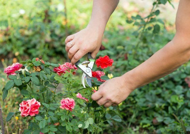 Как пересадить взрослую розу