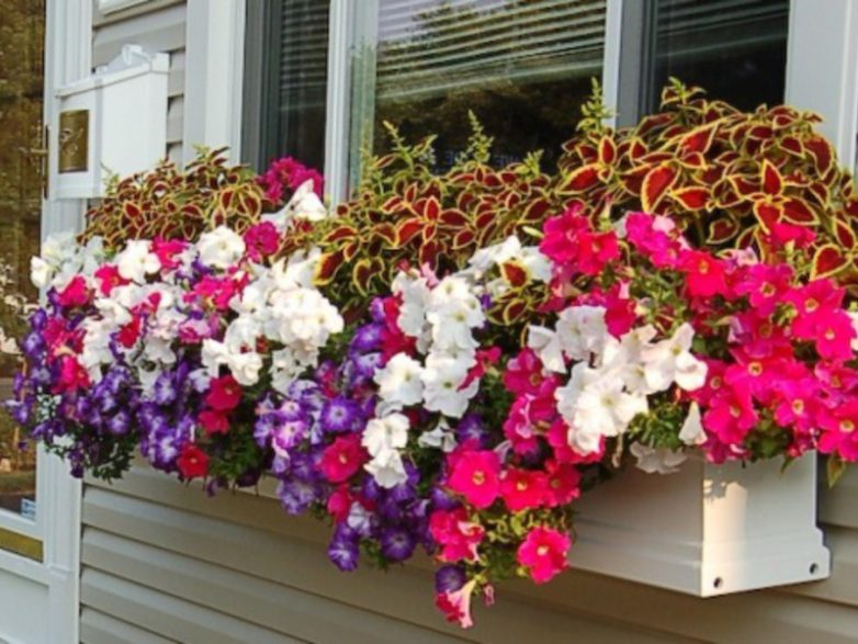 Роскошные цветы для красоты на вашем балконе