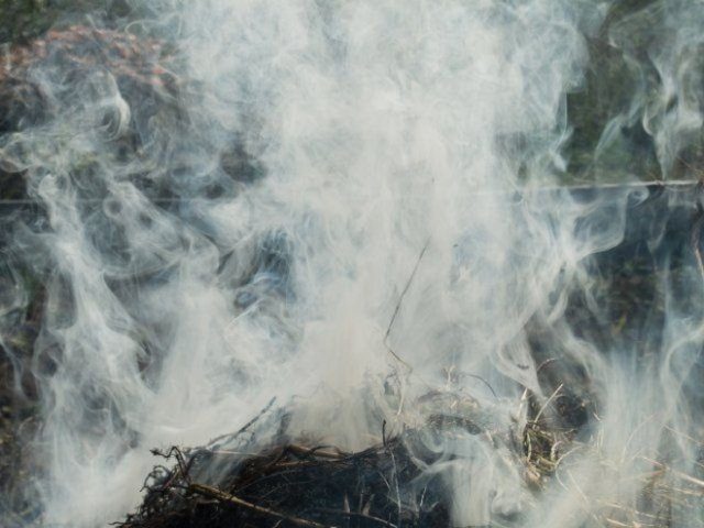 Табак для защиты растений