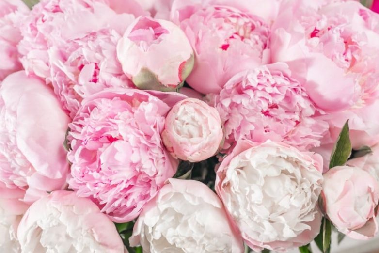 Многолетние розовые цветы, которые будут цвести вечно