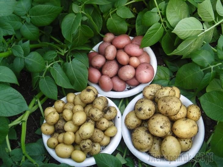 Что посадить на месте выкопанного раннего картофеля