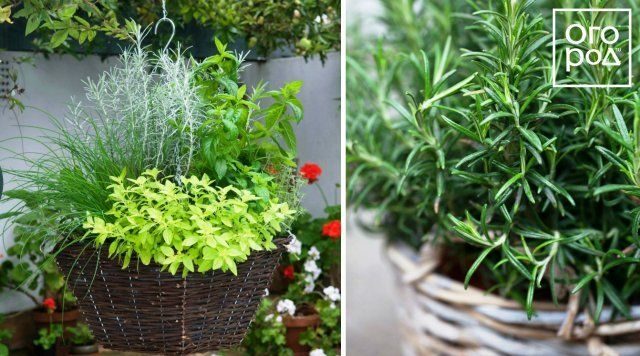 Идеальные растения для выращивания в подвесных кашпо