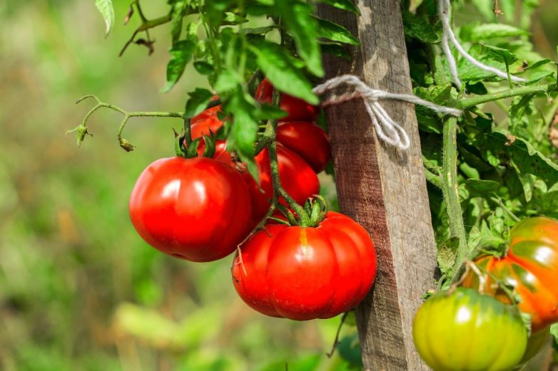 Как правильно  провести жесткую обрезку помидоров в августе
