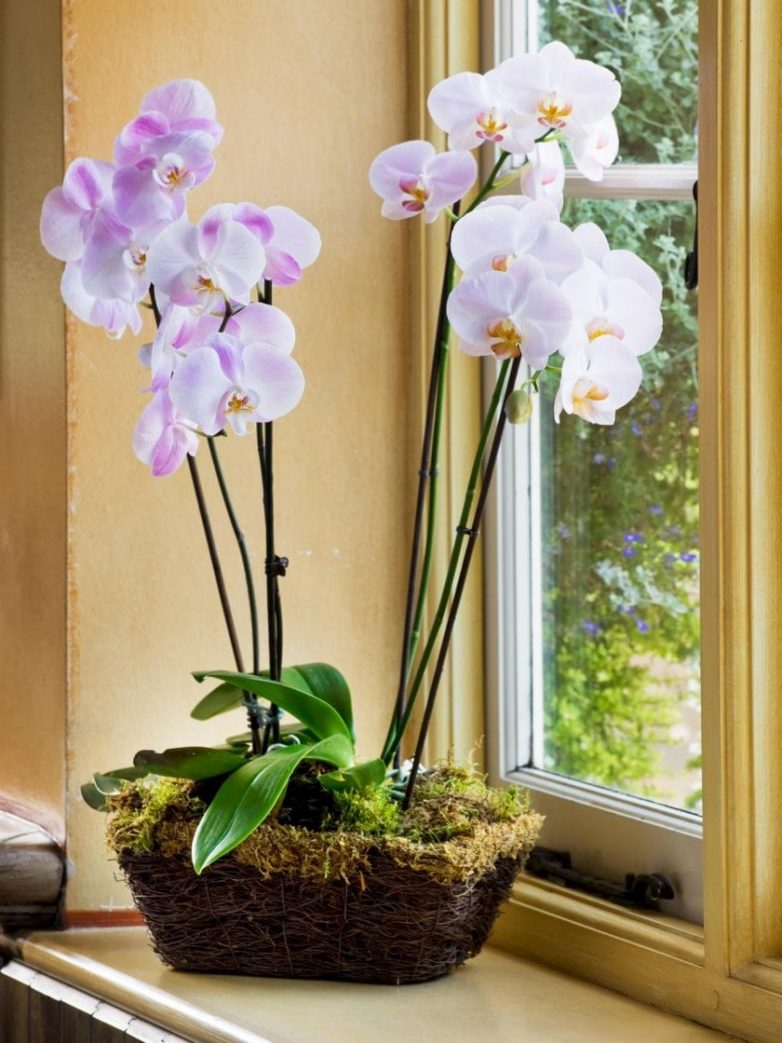 Копеечные препараты, которые спасут орхидею и помогут ей нарастить корни