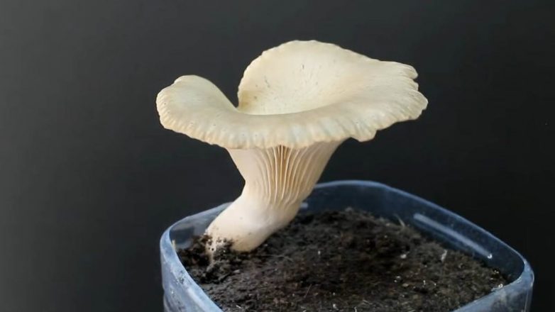 Самый простой и эффективный способ выращивания грибов