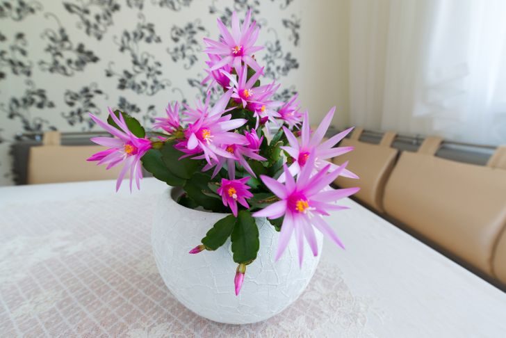 Неприхотливые комнатные растения, которые цветут даже у тех, кто загубил пластиковый кактус