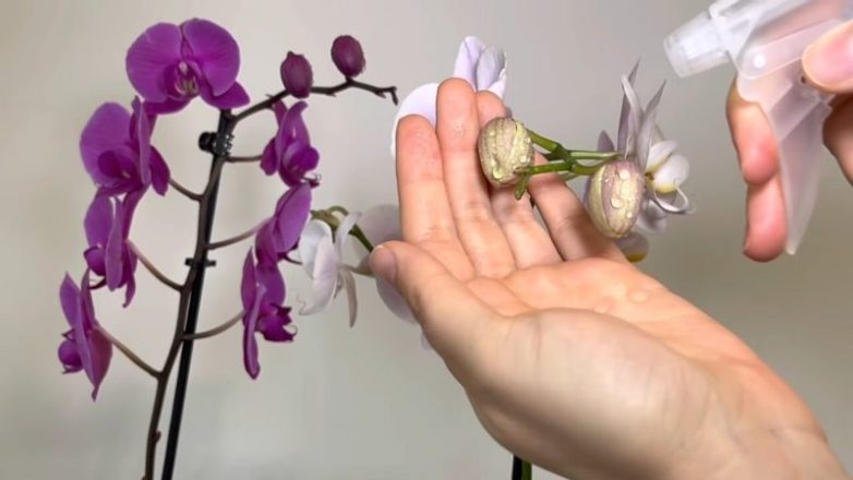 Ошибки, из-за которых орхидея сбрасывает нераскрывшиеся бутоны и цветы слишком быстро