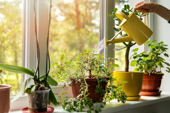 Главные правила пересадки комнатных растений