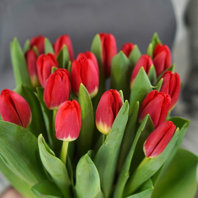 Как заставить цвести тюльпаны зимой