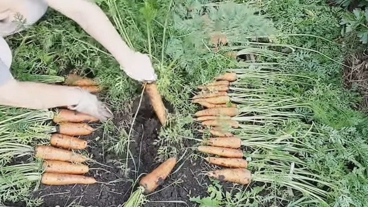 Как вырастить роскошную морковь