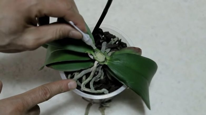 Как из одной орхидеи сделать две