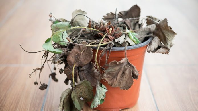 Проблемы комнатных растений, которые сразу видны по листьям