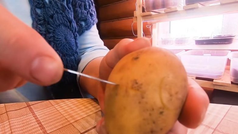 Правильная технология посадки и подготовка картофеля