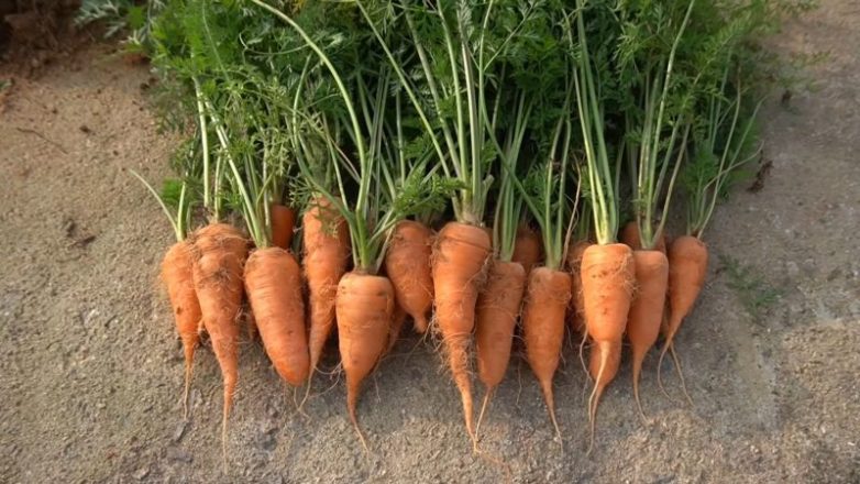 Как вырастить крупную морковь в пакетах