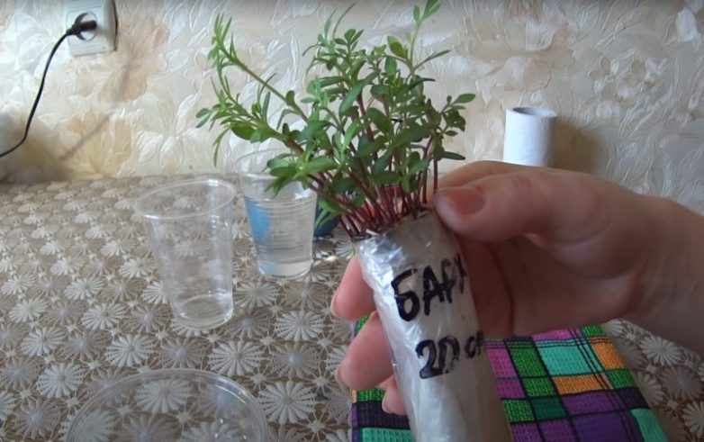 Оригинальный способ проращивания семян бархатцев без земли