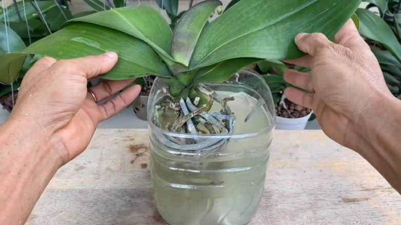Капустный сок для укрепления орхидеи