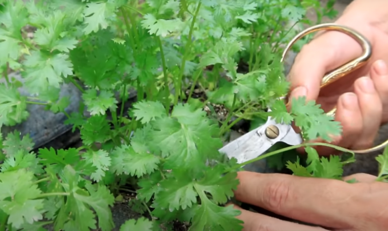 Необычные способы выращивания ароматных трав