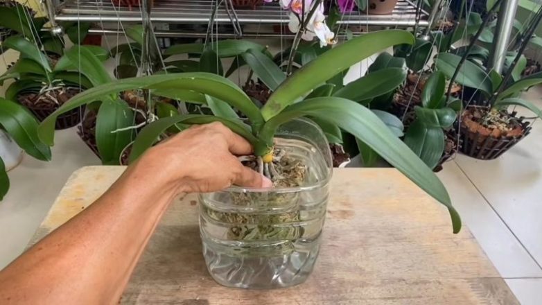 Помогите своей орхидее нарастить корни
