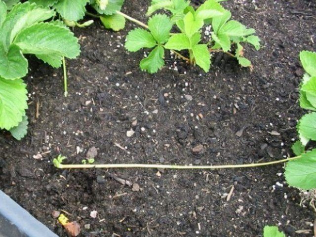 Как увеличить урожай клубники в 2-3 раза